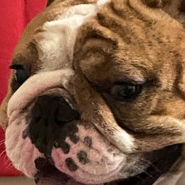 Bear - Bulldog