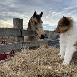 Collie Puppies from Rusty Spur Collies