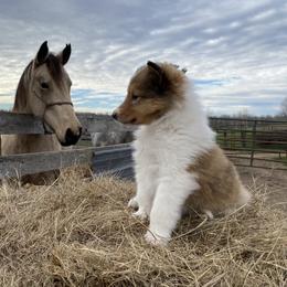Collie Puppies from Rusty Spur Collies