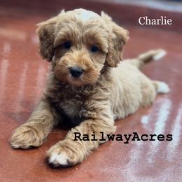 Charlie - Apricot male Goldendoodle puppy in Milford, Indiana from Railway Acres Kennel
