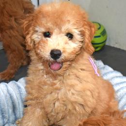 Holly - Apricot female Goldendoodle puppy in Jasper, Indiana from Hilltop Pups LLC