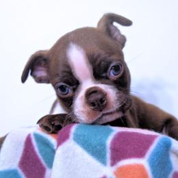 Baby Francis - Red male Boston Terrier puppy in Kingsport, Tennessee from Sleepwalker Bostons