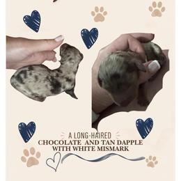 Francis - Dapple male Dachshund puppy in San Angelo, Texas from Dachs on the Farm