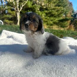 Lenny - Piebald male Dachshund puppy in Wytheville, Virginia from Weenie Haven