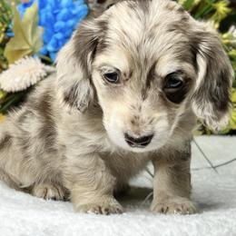 Dachshund Puppies from River Run Dachshunds