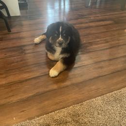 Australian Shepherd Puppies from Corbridge Aussies