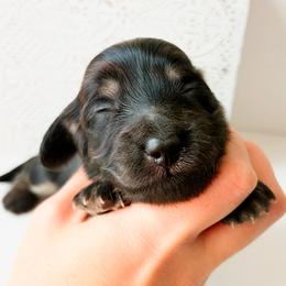 Violet - Black and cream female Dachshund puppy in Sylvania, Alabama from Yancey’s Doxies