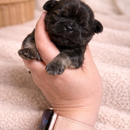 Kingston Kouture - Sable male Shih Tzu puppy in Trinity, North Carolina from Trinity Shih Tzu