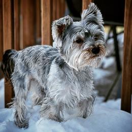 Loui - Yorkshire Terrier