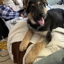 German Shepherd puppies from Parsons German Shepherds