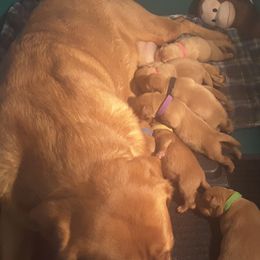 Labrador Retriever Puppies from Hidden River Retrievers