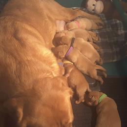 Labrador Retriever Puppies from Hidden River Retrievers