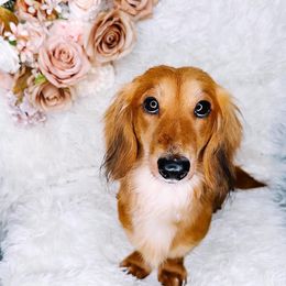 Scarlett - Dachshund
