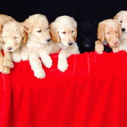 Double Doodle, Goldendoodle, and Labradoodle Puppies from Dixie Magnolia Doodles