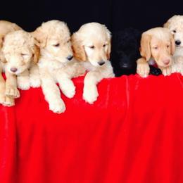 Double Doodle, Goldendoodle, and Labradoodle Puppies from Dixie Magnolia Doodles