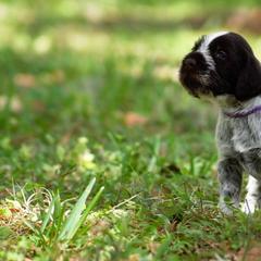 Berger Picard and German Wirehaired Pointer Puppies from Double D Picards and GWPs
