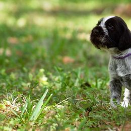 Berger Picard and German Wirehaired Pointer Puppies from Double D Picards and GWPs