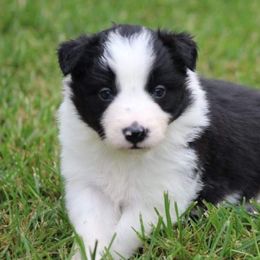 Border Collie Puppies from Double4farms
