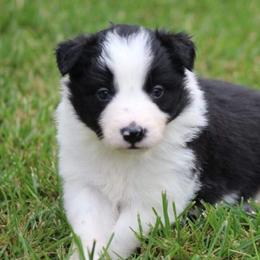 Border Collie Puppies from Double4farms