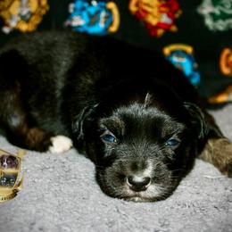 Skittles - Black tri female Miniature Australian Shepherd puppy in El Dorado Springs, Missouri from HP Aussie Kennels