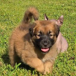 Royalty Reigns Ruby Rare Crimson Treasure - Fawn female Xoloitzcuintli puppy in Ethridge, Tennessee from Royalty Reigns Xolos