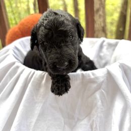 Darcy - Black male Labradoodle puppy in Watertown, Tennessee from PawfectBud