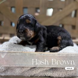 Hash brown - Phantom male Bernedoodle puppy in Temecula, California from Brookside Bernedoodles