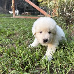 Colorado (dark blue collar) - White male Maremma Sheepdog puppy in Kalamazoo, Michigan from Wild at Farm