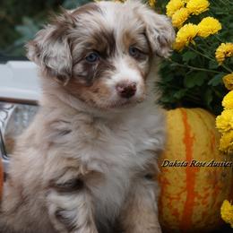 Lynx - Red merle female Australian Shepherd puppy in Burbank, South Dakota from Dakota Rose Aussies
