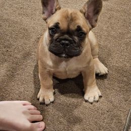 French Bulldog Puppies from A&D Frenchies