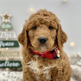 Goldendoodle Puppies from Cane Creek Goldendoodles
