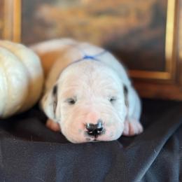 Blue collar - White and black male Dalmatian puppy in Hawkins, Texas from Snow Dalmatians