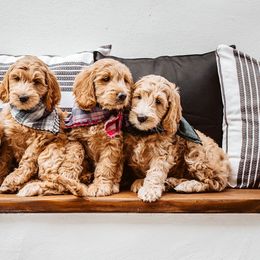 Goldendoodle Puppies from Deer Valley Doodles