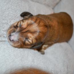 Susan - Cream female Dachshund puppy in Eufaula, Alabama from B’s Dachshunds
