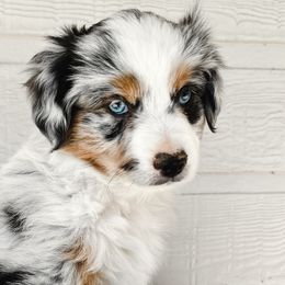 Miniature Australian Shepherds and Toy Australian Shepherds from Pineywoods Pups