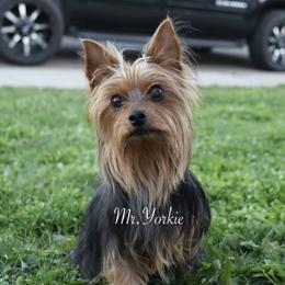 Chumani - Yorkshire Terrier