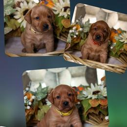 5th pick male puppy - Yellow male Labrador Retriever puppy in Twin Falls, Idaho from Whispering White Pines Labradors