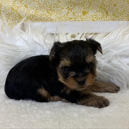 Oakley - Blue and gold male Yorkshire Terrier puppy in Monticello, Iowa from Ashley’s Puppies