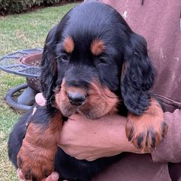 Green - Black and tan male Gordon Setter puppy in Gordonville, Pennsylvania from Blue Ribbon Setters