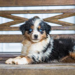 Ursula - Blue merle female Miniature Australian Shepherd puppy in Buna, Texas from R & C Kennels