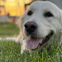 Golden Retrievers from Mae Valley Goldens