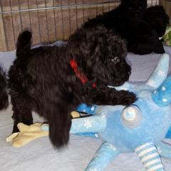 Puli Puppies from Bowmaker Puli Kennel