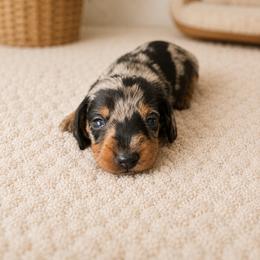 Cindy - Dapple female Dachshund puppy in Greenup, Kentucky from Tygart Creek Dachshunds