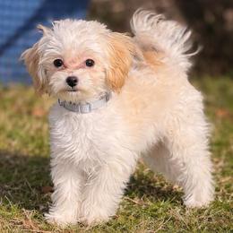Taffie Most Gracefull - Cream female Maltipoo puppy in Chattanooga, Tennessee from Joy-fur puppies