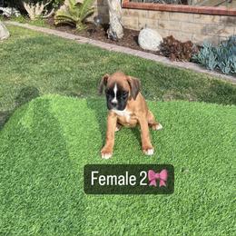 Female 2 - Boxer
