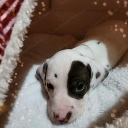Dalmatian Puppies from Spotty Bottom Dalmatians