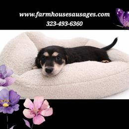 Black and Tan Male - Limited AKC - Black and tan male Dachshund puppy in Nashville, Tennessee from Farmhouse Sausages - Located in TN delivers all over US