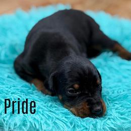 Pride - Black and rust male Doberman Pinscher puppy in Lebanon, Ohio from Lady Mae Bassets & Doberman