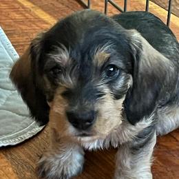 Yellow - Wild  boar and tan male Dachshund puppy in Stevensville, Montana from LynnHaven Ranch Dachshunds