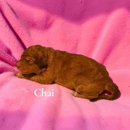 Chai - Sable female Aussiedoodle puppy in Ellenburg Center, New York from Kristin's Puppies